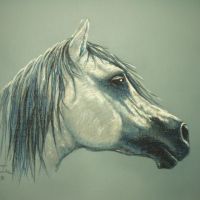 Grey Horse1, pastel, 50x70 cm